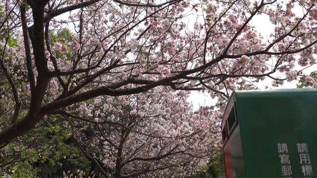 Cherry blossoms bloom in Yangmingshan National Park in Taiwan in spring March