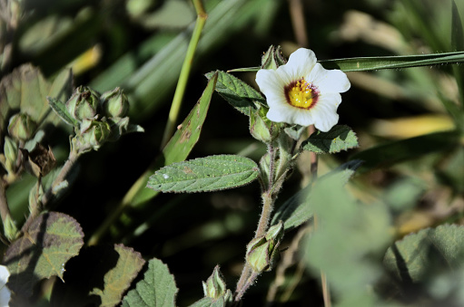 The flowers and leaves of Sida glaziovii in the field on sunny day
