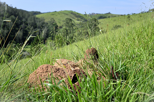 Termite mound growing on hill in field on sunny day