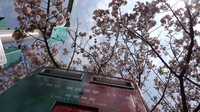 Cherry blossoms bloom in Yangmingshan National Park in Taiwan in spring March