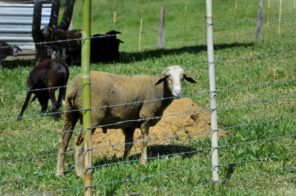 istock A sheep watching in its pen in the barn 2103136617