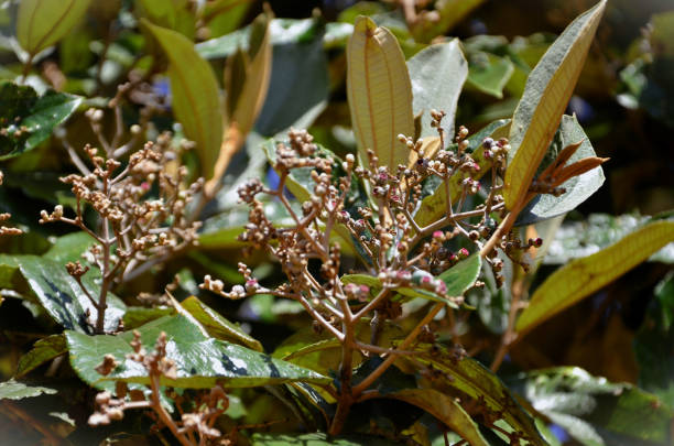 istock Miconia albicans fruits growing in the field 2103138675