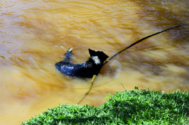 A border collie dog in the field and lake on a warm day