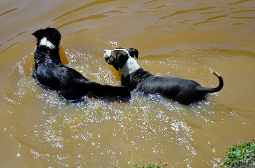 An American pit bull terrier dog with a border collie dog having fun at the lake on a sunny day