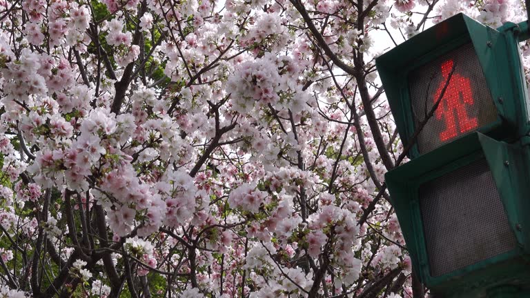 Cherry blossoms bloom in Yangmingshan National Park in Taiwan in spring March