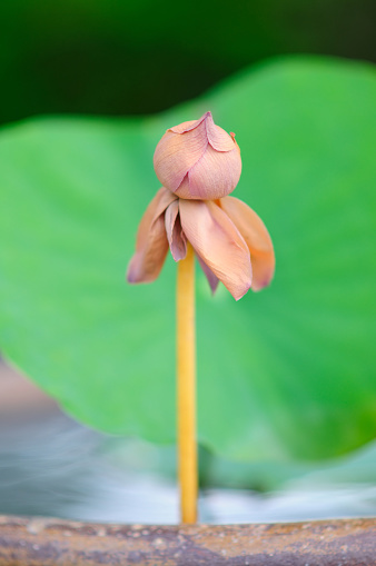 A Withered Lotus Bud