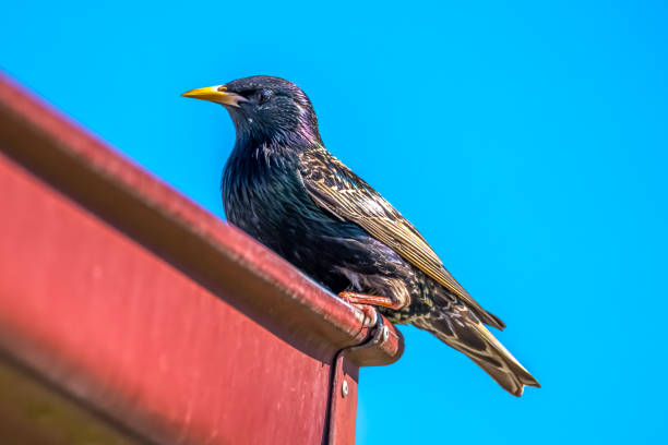 Common Starling perched on the roof gutter in Blayney, NSW, Australia