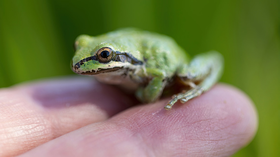 Sierran Treefrog perching on human's hand. Joseph D. Grant County Park, Santa Clara County, California.