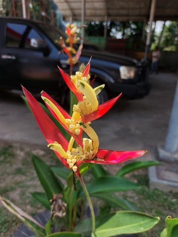 Red and orange of tropical flower Heliconia flower