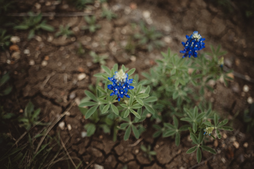 Bluebonnet in the dirt with copy space