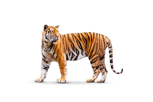 istock royal tiger isolated on white background clipping path included. The tiger is staring at its prey. 2103207877