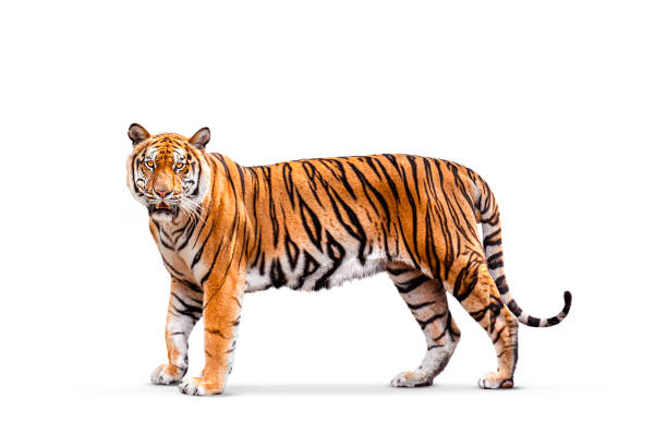 istock royal tiger isolated on white background clipping path included. The tiger is staring at its prey. Hunter concept. 2103208385