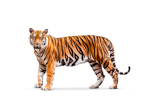 royal tiger  isolated on white background clipping path included. The tiger is staring at its prey. Hunter concept.