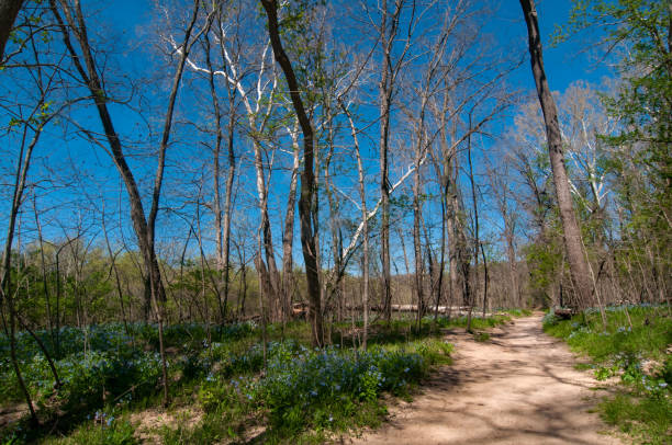 istock Castlewood SP - River Scene Trail - Bluebells Beside the Trail 2103229272