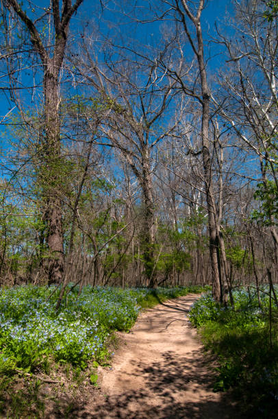 istock Castlewood SP - River Scene Trail - Bluebells Beside the Trail Vertical 2103236486