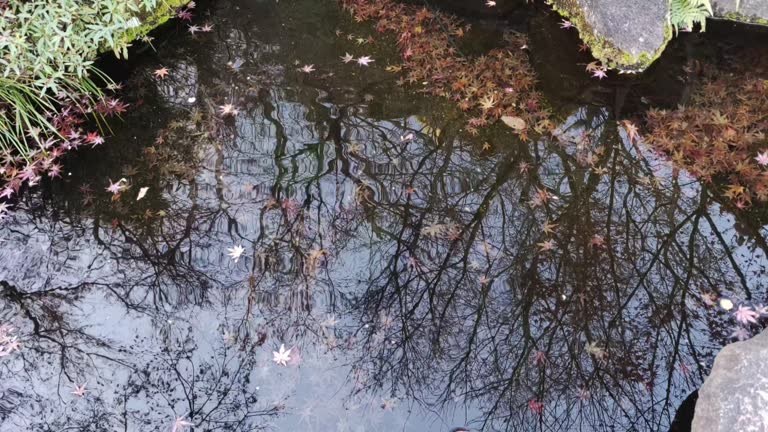 Autumn pond in a Japanese garden with floating maple leaves. Japan.