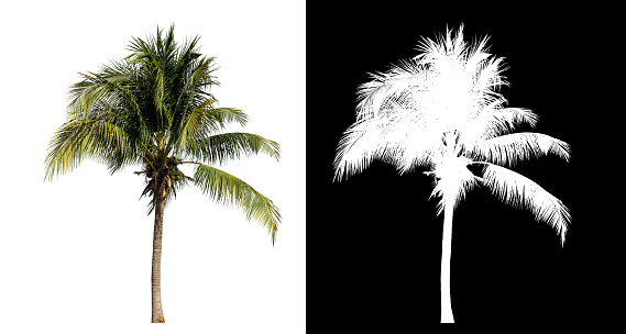 Coconut on white background with clipping path and alpha channel on black background.