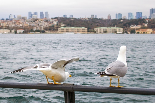 Two seagulls with outspread wings on a railing by the Bosphorus with cityscape. The seagulls face away, the water is rough, the sky cloudy. Buildings, trees, and a palace in the background.