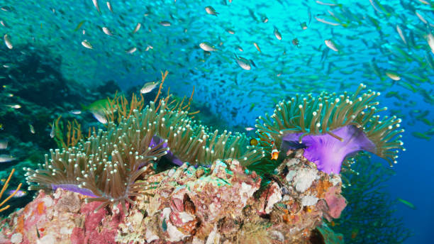 istock Anemones and clown fish at a coral reef 2103323912