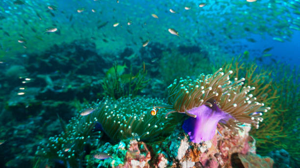 istock Anemones and clown fish at a coral reef 2103323917