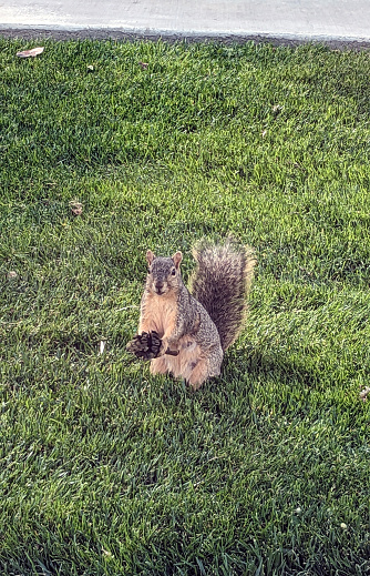 A snapshot of a lone squirrel staring at my camera while feasting on a pine cone in my front yard.