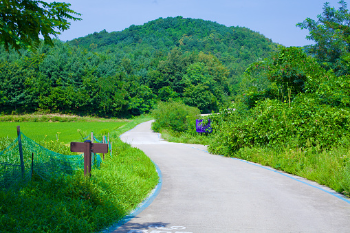 Goseong County, South Korea - July 30, 2019: A serene bike path, marked by vibrant blue lines, weaves through lush fields and forest towards Songji Lake, with a verdant mountain rising against a clear blue summer sky in the backdrop.