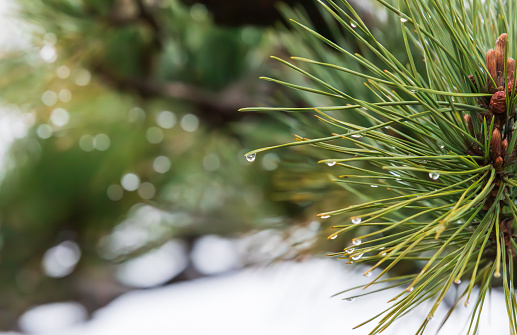 Dew forming between pine needles. close up