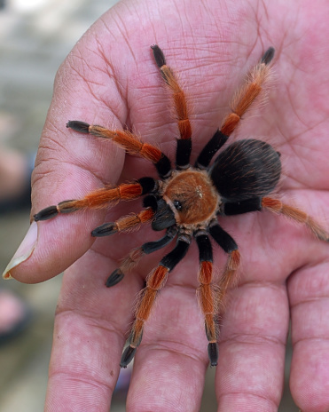 A large spider identified as Brachypelma hamorii, on the palm of a human hand. This species is generally called the Mexican Redknee Tarantula.
