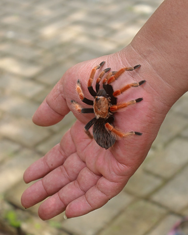 A large spider identified as Brachypelma hamorii, crawling on the palm of a human hand. This species is generally called the Mexican Redknee Tarantula.