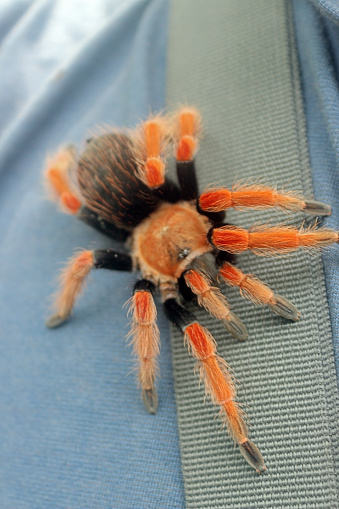 A Brachypelma hamorii crawling on human shoulder. This species is generally called the Mexican Redknee Tarantula.
