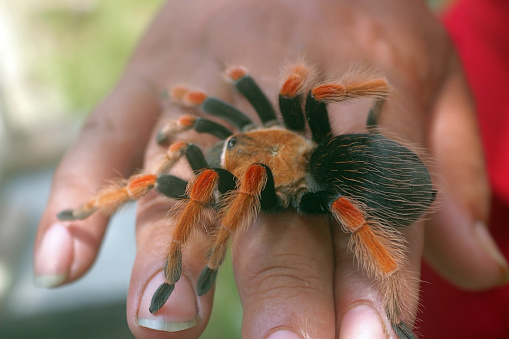 Closeup view of Brachypelma hamorii on human hand, commonly known as the Mexican redknee tarantula.
