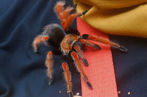 Selective focus of a Brachypelma hamorii crawling on human body. This giant spider species is generally called the Mexican Redknee Tarantula.