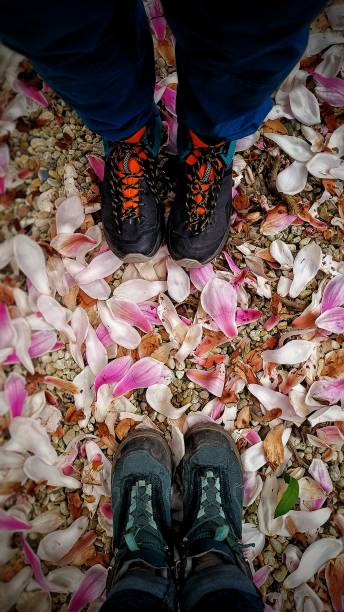 istock Early Pink blossoms on the ground 2103350406
