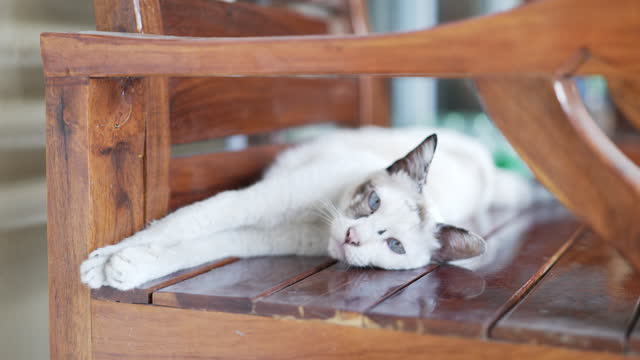 White Cat sleeping on wood chair