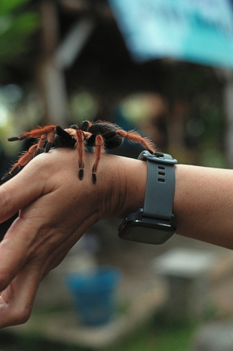 A giant spider crawls on a human hand. A large spider identified as Brachypelma hamorii, on a human hand. This species is generally called the Mexican Redknee Tarantula.