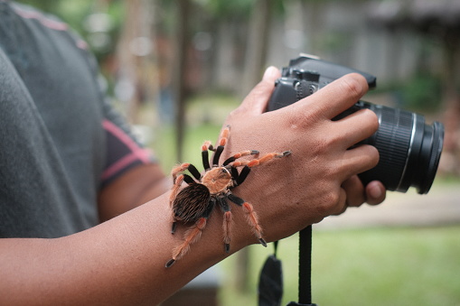 A giant spider crawls on a photographer's hand. A large spider identified as Brachypelma hamorii, on a human hand. This species is generally called the Mexican Redknee Tarantula.