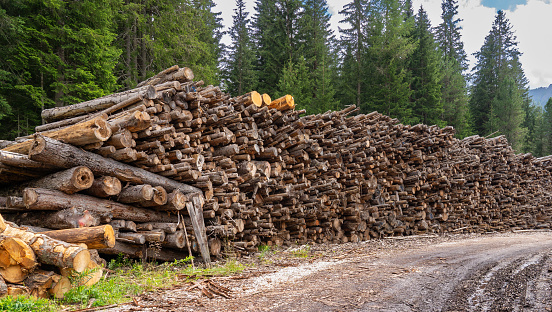 Thousands of logs stacked after the storm that destroyed the woods. Pile of wooden logs, big trunks of tall trees cut and stacked in a forest. Wood store for alternative energy production. Co2 saving