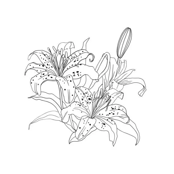 Vector illustration of Freehand illustration of a bouquet of tiger lilies isolated on a white background. Blank for designers, elements, logo, icon, wedding