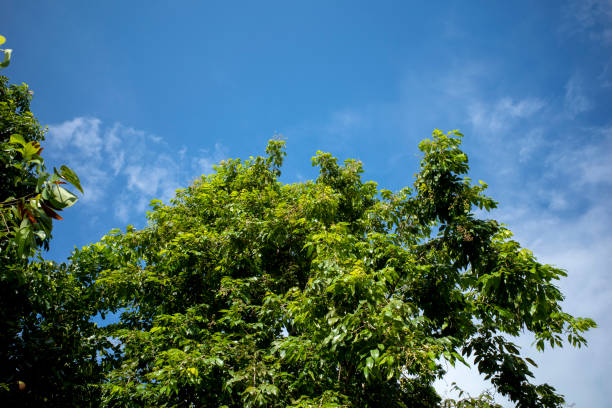 Kenari, Canarium sp green leaves with blue sky background.