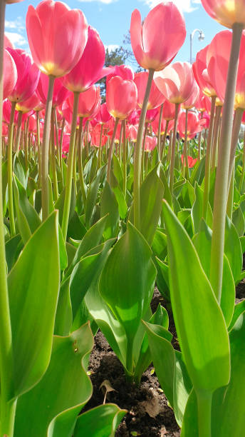 pretty pink tulips - ottawa tulip festival ストックフォトと画像