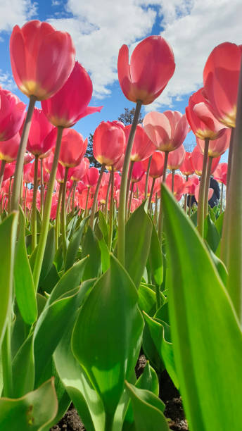 pretty pink tulips - ottawa tulip festival ストックフォトと画像