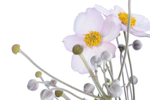A captivating close-up of wood anemone (anemone nemorosa) flowers reveals delicate petals and intricate details, set against a white background, highlighting the exquisite beauty of these blossoms in vivid clarity