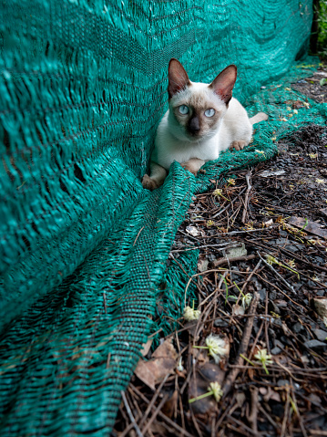 The Siamese Cat Stared and Lied on The Green Shading Net in The Ground