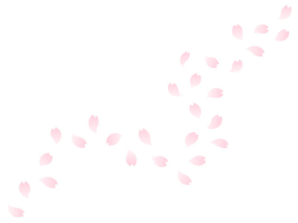 ilustracja różowych płatków kwiatu wiśni - floating on water petal white background water stock illustrations