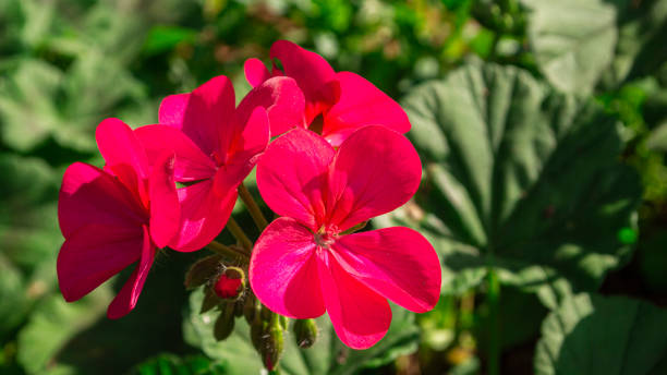 istock Bright red flowers are in full bloom. 2103403951