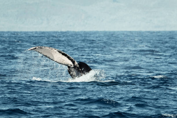 istock Graceful Dive: Humpback Whale Revealing its Spectacular White Fluke in Motion 2103413365
