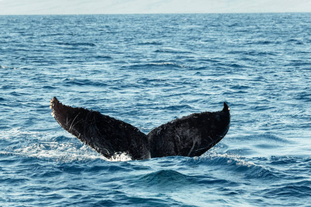 istock Scarred Majesty: Humpback Whale's Battle-Worn Fluke Emerges 2103413373