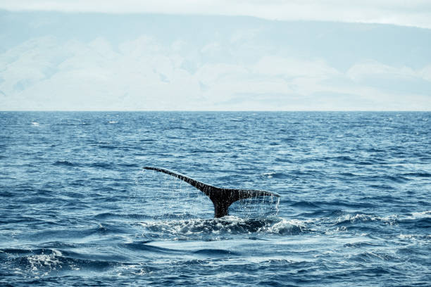 istock Sleek Elegance: Humpback Whale's Black Fluke Glides Beneath the Waves 2103414434