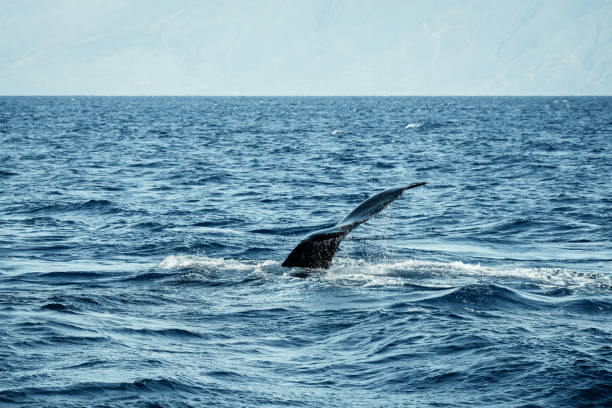 istock Sleek Elegance: Humpback Whale's Black Fluke Glides Beneath the Waves 2103414436