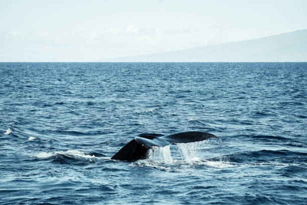istock Sleek Elegance: Humpback Whale's Black Fluke Glides Beneath the Waves 2103414438